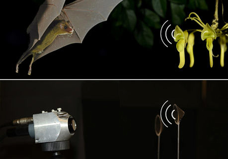 Towards entry "Research team develops efficient robot navigation inspired by bat flower"